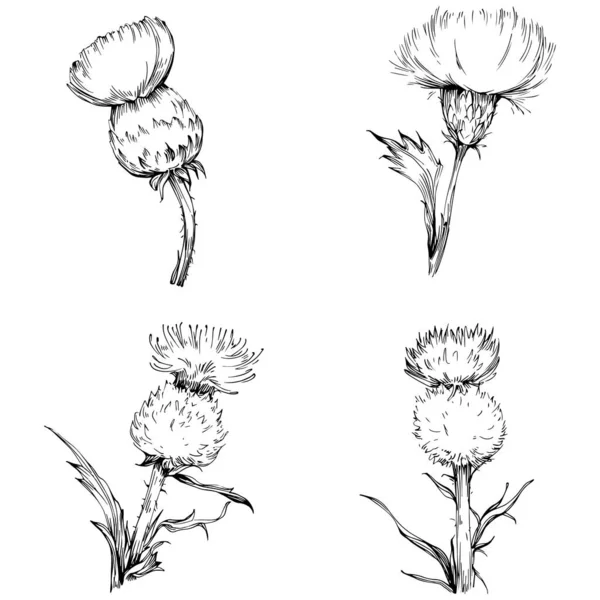 Thistle Flower Hand Drawing Black White Clip Art Isolated — Vettoriale Stock
