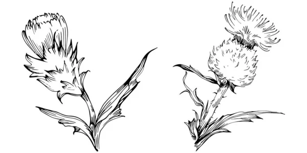 Цветок Чертополоха Рисунке Руки Черно Белый Клип — стоковый вектор