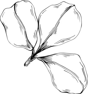 Keçiboynuzu çizimi çizimi. Keçiboynuzu ağacı doğası oymalı bir tasvir. Detaylı bitki ürünü. Tasarım logosu, menü, etiket, simge, pul için en iyisi.