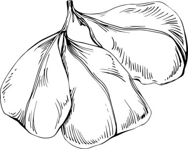 Keçiboynuzu çizimi çizimi. Keçiboynuzu ağacı doğası oymalı bir tasvir. Detaylı bitki ürünü. Tasarım logosu, menü, etiket, simge, pul için en iyisi.