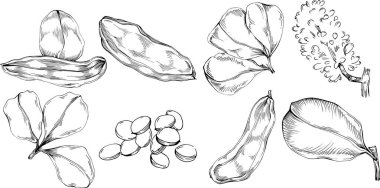 Keçiboynuzu çizimi çizimi. Keçiboynuzu ağacı doğası oymalı bir tasvir. Detaylı bitki ürünü. Tasarım logosu, menü, etiket, simge, pul için en iyisi