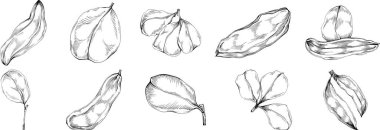 Keçiboynuzu çizimi çizimi. Keçiboynuzu ağacı doğası oymalı bir tasvir. Detaylı bitki ürünü. Tasarım logosu, menü, etiket, simge, pul için en iyisi