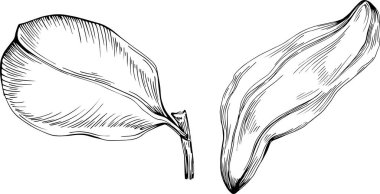 Keçiboynuzu çizimi çizimi. Keçiboynuzu ağacı doğası oymalı bir tasvir. Ayrıntılı bitki ürünü