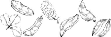 Keçiboynuzu çizimi çizimi. Keçiboynuzu ağacı doğası oymalı bir tasvir. Detaylı bitki ürünü. Tasarım logosu, menü, etiket, simge, pul için en iyisi