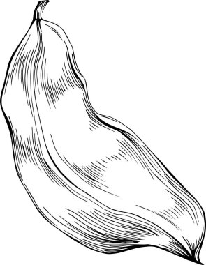 Keçiboynuzu çizimi çizimi. Keçiboynuzu ağacı doğası oymalı bir tasvir. Ayrıntılı bitki ürünü