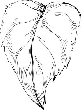 Acer negundo çizimi. Detaylı bitki ürünü. Tasarım logosu, menü, etiket, simge, pul için en iyisi