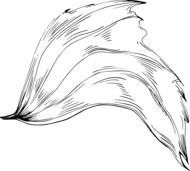 Acer negundo çizimi. Detaylı bitki ürünü. Tasarım logosu, menü, etiket, simge, pul için en iyisi