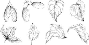 Acer negundo çizimi. Detaylı bitki ürünü. Tasarım logosu, menü, etiket, simge, pul için en iyisi.