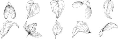 Acer negundo çizimi. Detaylı bitki ürünü. Tasarım logosu, menü, etiket, simge, pul için en iyisi.