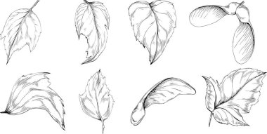 Acer negundo çizimi. Detaylı bitki ürünü. Tasarım logosu, menü, etiket, simge, pul için en iyisi.