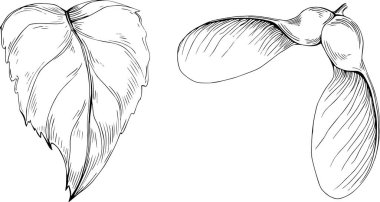 Acer negundo çizimi. Detaylı bitki ürünü. Tasarım logosu, menü, etiket, simge, pul için en iyisi.