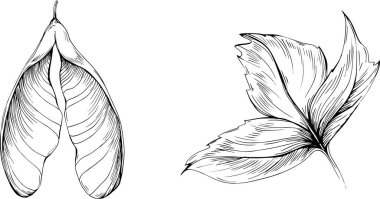 Acer negundo çizimi. Detaylı bitki ürünü. Tasarım logosu, menü, etiket, simge, pul için en iyisi.