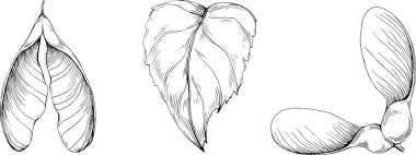 Acer negundo çizimi. Detaylı bitki ürünü. Tasarım logosu, menü, etiket, simge, pul için en iyisi.