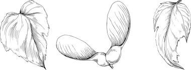 Acer negundo çizimi. Detaylı bitki ürünü. Tasarım logosu, menü, etiket, simge, pul için en iyisi.