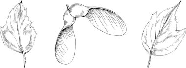 Acer negundo çizimi. Detaylı bitki ürünü. Tasarım logosu, menü, etiket, simge, pul için en iyisi.