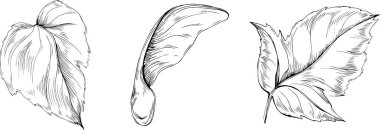 Acer negundo çizimi. Detaylı bitki ürünü. Tasarım logosu, menü, etiket, simge, pul için en iyisi.