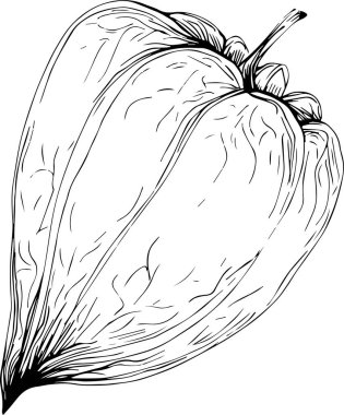 El çizimiyle Physalis çiçeği. Kozmos çiçeği logosu ya da sanat tarzında detaylı bir dövme. Siyah beyaz klip sanatı izole edildi. Amblem için antika vintage gravür. Bitkisel ilaçlar.