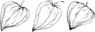 El çizimiyle Physalis çiçeği. Kozmos çiçeği logosu ya da sanat tarzında detaylı bir dövme. Siyah beyaz klip sanatı izole edildi. Amblem için antika vintage gravür. Bitkisel ilaçlar.