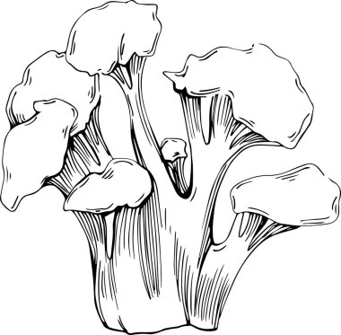 Deniz ürünleri menüsü için amblem ya da amblemin kabartma stili oymalı mercan vektörü. Denizcilik tasarım ögesi