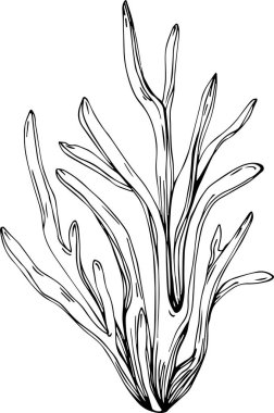 Deniz ürünleri menüsü için amblem ya da amblemin kabartma stili oymalı mercan vektörü. Denizcilik tasarım ögesi