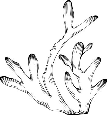 Deniz ürünleri menüsü için amblem ya da amblemin kabartma stili oymalı mercan vektörü. Denizcilik tasarım ögesi