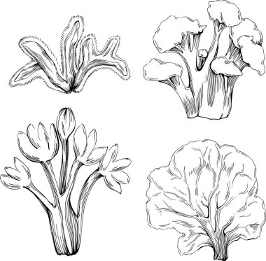 Deniz ürünleri menüsü için amblem ya da amblemin kabartma stili oymalı mercan vektörü. Denizcilik tasarım ögesi