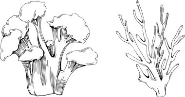 Deniz ürünleri menüsü için amblem ya da amblemin kabartma stili oymalı mercan vektörü. Denizcilik tasarım ögesi