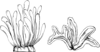 Deniz ürünleri menüsü için amblem ya da amblemin kabartma stili oymalı mercan vektörü. Denizcilik tasarım ögesi