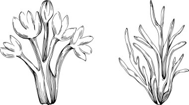 Deniz ürünleri menüsü için amblem ya da amblemin kabartma stili oymalı mercan vektörü. Denizcilik tasarım ögesi