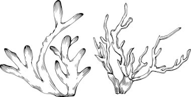 Deniz ürünleri menüsü için amblem ya da amblemin kabartma stili oymalı mercan vektörü. Denizcilik tasarım ögesi