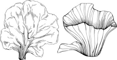 Deniz ürünleri menüsü için amblem ya da amblemin kabartma stili oymalı mercan vektörü. Denizcilik tasarım ögesi
