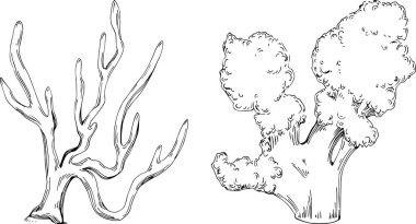 Deniz ürünleri menüsü için amblem ya da amblemin kabartma stili oymalı mercan vektörü. Denizcilik tasarım ögesi