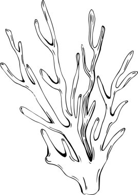 Deniz ürünleri menüsü için amblem ya da amblemin kabartma stili oymalı mercan vektörü. Denizcilik tasarım ögesi