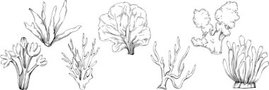 Deniz ürünleri menüsü için amblem ya da amblemin kabartma stili oymalı mercan vektörü. Denizcilik tasarım ögesi