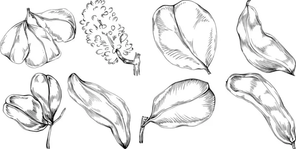 Carob Sketch Drawing Illustration Carob Tree Nature Engraved Style Illustration — Stockvector