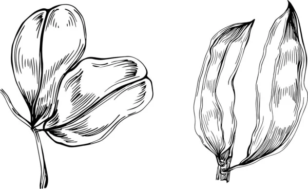 Carob草图图解 木豆树自然雕刻风格图解 详细的植物产品 — 图库矢量图片