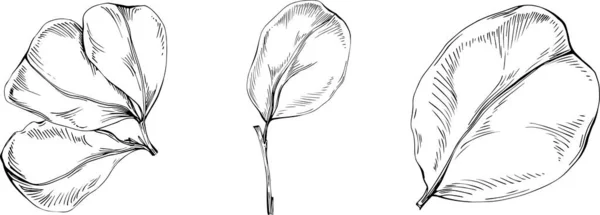 Carob Sketch Drawing Illustration Carob Tree Nature Engraved Style Illustration — Stockový vektor