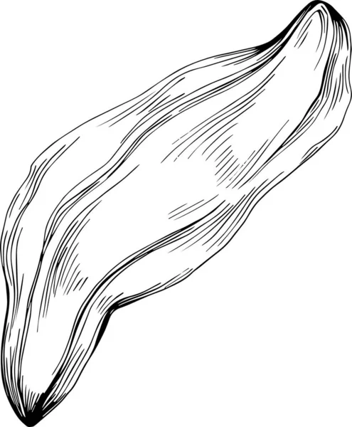 Карбоновий Ескіз Малюнка Ілюстрації Карбонове Дерево Природа Вигравірувана Ілюстрація Стилю — стоковий вектор