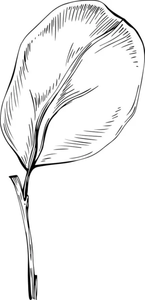 Acer Negundo Sketch Drawing Illustration Detailed Plants Product Best Design — стоковий вектор