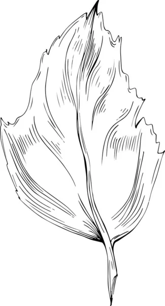 Acer Negundo Σκίτσο Απεικόνιση Λεπτομερές Προϊόν Φυτών Καλύτερο Για Λογότυπο — Διανυσματικό Αρχείο
