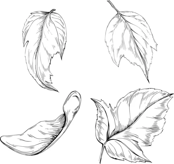 Acerネグアンドゥススケッチ図を描く 詳細な植物製品 デザインロゴ メニュー ラベル アイコン スタンプに最適 — ストックベクタ