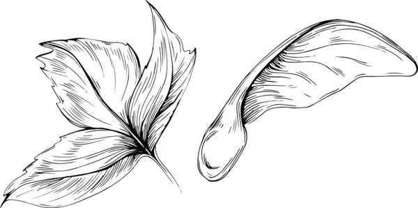 Acer Negundo Skizze Zeichnung Illustration Detaillierte Pflanzen Produkt Das Beste — Stockvektor