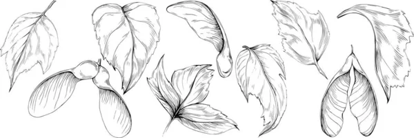 Acer Negundo Çizimi Akçaağaç Doğası Oymalı Stil Illüstrasyonu Detaylı Bitki — Stok Vektör