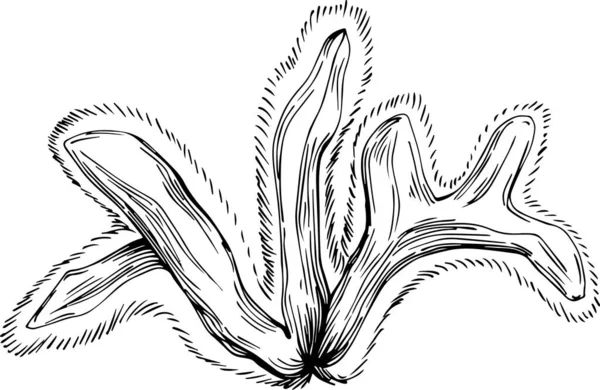 Coral Vector Engraving Style Illustration Logo Emblem Design Seafood Menu — стоковый вектор