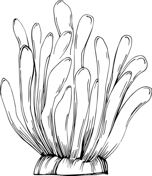 Coral Vector 해산물 메뉴를 디자인하기 로고나 엠블렘을 조각하는 스타일의 삽화가 — 스톡 벡터