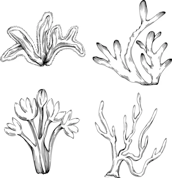 珊瑚矢量与雕刻风格的图标或标志 用于设计海鲜菜单 航行设计部分 — 图库矢量图片