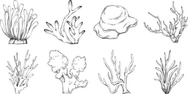 Coral Vector Engraving Style Illustration Logo Emblem Design Seafood Menu — Stock Vector