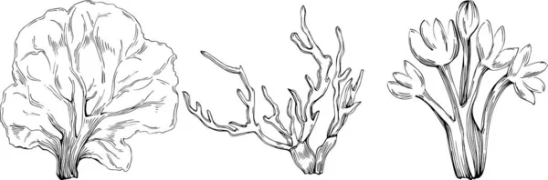 Coral Vector Engraving Style Illustration Logo Emblem Design Seafood Menu — Stockvector
