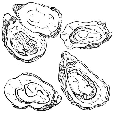 Deniz ürünleri menüsü için amblem ya da amblemin kabartma stili işlenmiş istiridye vektörü, öğle yemeği. Klasik Amerikan et lokantası ya da Fransız büfesi aperatifi..