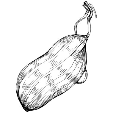 Peanut el çizimi Vektör İllüstrasyonu beyaz arkaplanda izole edildi. Restoran menüsü, market etiketi, logo, amblem ve mutfak tasarımı için Retro style tarım ürünü. Yiyecek ambalajı için dekorasyon.